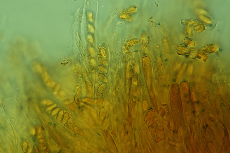 Miniera di Gambatesa32